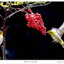 남천나무열매를 찾는 귀여운 동박새 이미지
