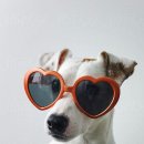 한 동물병원 이미지