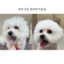 보듬 반려견미용실 이미지