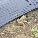 용동농장 이미지