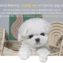 퍼피트랙 이미지