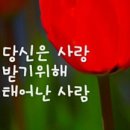 모가 Daum카페