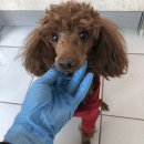 정왕지구대 이미지