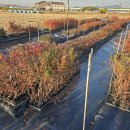 [블루베리농장일상] 불타는 블루베리 묘목들~ 이미지