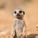 안나 제니 펫샵 이미지