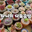 타니의다육공방