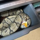 마우스 킬러 이미지