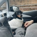 조원 동물병원 이미지