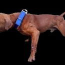 GR kennel Daum카페