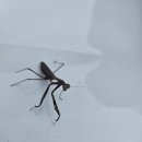 검은 사마귀 이미지
