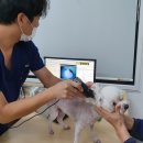 삼호동물병원 이미지