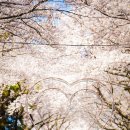 CU(벚꽃점) 이미지