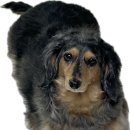 바나개 애견유치원 호텔 | 원주 애견유치원 &amp; 애견호텔 : 바나개 애견유치원 호텔