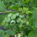 하은농장 이미지