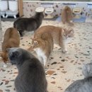 나만 없어 고양이 | 깨끗하고 예쁜 고양이 카페! 나만없어고양이🐱