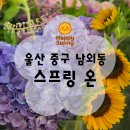 스프링오피스 | 울산꽃집 추천｜울산중구 꽃집 ‘스프링온’ 후기 (맞춤 꽃다발·화분 선물)