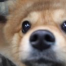 송정동물메디컬센터 이미지