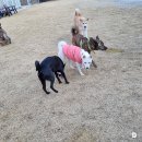 그루비독 | 경기 북부 포천 애견카페 대형견 전용 : 그루비독 ,운동장, 파티룸 다있다