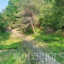 숲 이미지