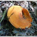 20110827-강원,인제지역 버섯산행 이미지