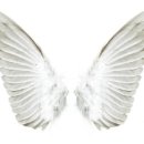 하얀날개 이미지