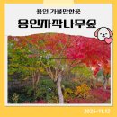 예삐농원 | 용인 자작나무숲 가을꽃축제 단풍명소 애견동반