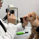 의료법인천안병원 | 천안동물의료센터 | 10살 강아지 안과검진 후기 사진, 영상 기록