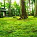 일본 교토의 가볼만한 여러 관광지들.jpg 이미지