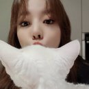 써니펫 이미지