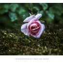 조선대(장미원) 이미지