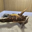 보스플레이스