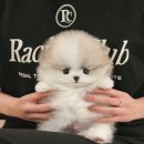 더 샵 동물메디컬센터 이미지