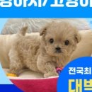 펫캐슬강아지고양이애견샵