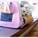 예삐애견 이미지