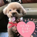달보드레구쁘레