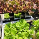 빅토리농장 이미지