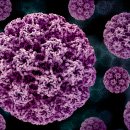 이주대학교 도구박물관 | 아이스맨 외치 아이스맨에서 고위험 HPV 변종 발견