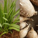 민들레 농장 이미지