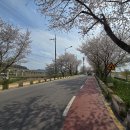 영산강서창들녘억새길 | 광주 드라이브 코스, 서구 서창 둑길 벚꽃길