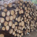 국립유명산자연휴양림 이미지