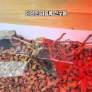 수지 | 수지 애니멀클럽 후기｜아이와 함께 감성 나들이 완벽 코스