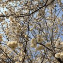 용답역 1번출구 | 서울매화명소 용답역 하동매실거리 지하철 이용후기 주차 팁