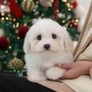 미유펫 강아지고양이 구미점 | 구미강아지분양 미유펫 분양 후기