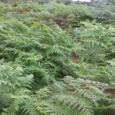 황제농장2 이미지