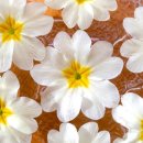 피디치과의원 이미지