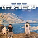 거북 | 여수 아쿠아플라넷 공연 시간 동선 총정리 벨루가 바다거북 후기