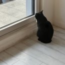 스테이오도록 이미지