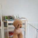 보드레도그 이미지