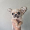 똥깡아지애견샵 이미지