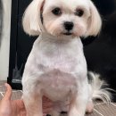 키스더도그/아르테미스 네이버블로그